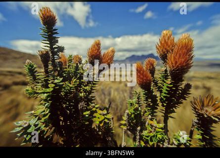 Chuquiraga jussieui, die Blume der Anden, ist eine blühende Pflanzenart aus der Familie der Asteraceae. Es ist ein niedriger Sträucher, der eine Höhe von etwa erreicht Stockfoto