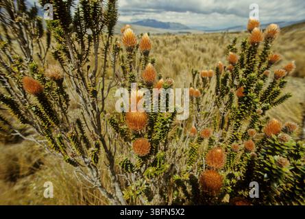 Chuquiraga jussieui, die Blume der Anden, ist eine blühende Pflanzenart aus der Familie der Asteraceae. Es ist ein niedriger Sträucher, der eine Höhe von etwa erreicht Stockfoto