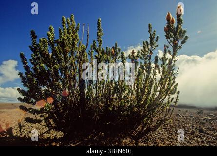 Chuquiraga jussieui, die Blume der Anden, ist eine blühende Pflanzenart aus der Familie der Asteraceae. Es ist ein niedriger Sträucher, der eine Höhe von etwa erreicht Stockfoto