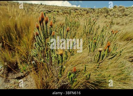 Chuquiraga jussieui, die Blume der Anden, ist eine blühende Pflanzenart aus der Familie der Asteraceae. Es ist ein niedriger Sträucher, der eine Höhe von etwa erreicht Stockfoto