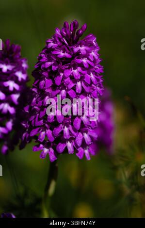 Wilde Orchideen - Anacamptis pyramidalis Stockfoto