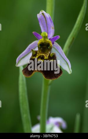 Wilde Orchidee - Ophrys holoserica Stockfoto
