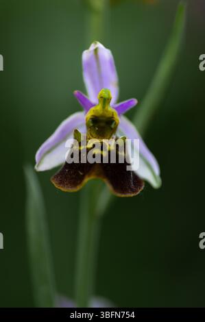 Wilde Orchidee - Ophrys holoserica Stockfoto