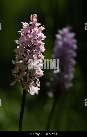 Wilde Orchidee - Dactylorhiza fuchsii Stockfoto