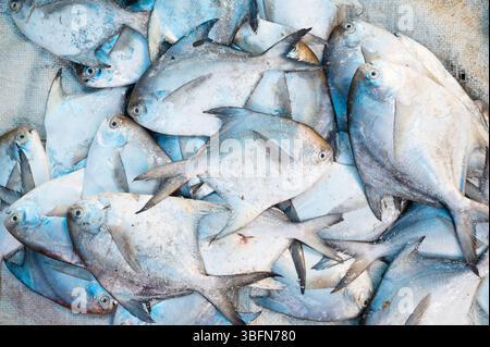 Pomfret Fisch, Marktstand mit frisch gefangenen Meeresfrüchten in Kochi, Indien, Fischindustrie am Arabischen Meer, Blauer Butterfisch, pampus, Trachinotus Block Stockfoto