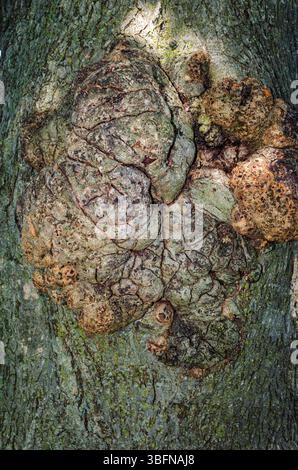 Nahaufnahme eines großen Knotens an einem alten Baum. Stockfoto