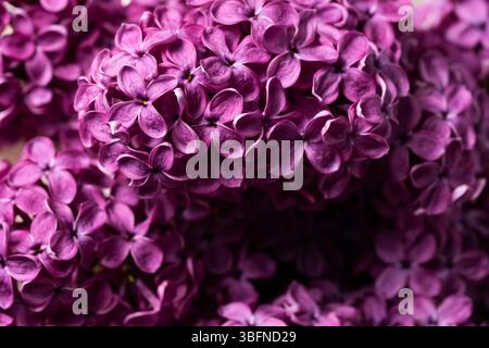 Wunderschöne Fliederblumen als Hintergrund, Nahaufnahme. Blumendesign Stockfoto