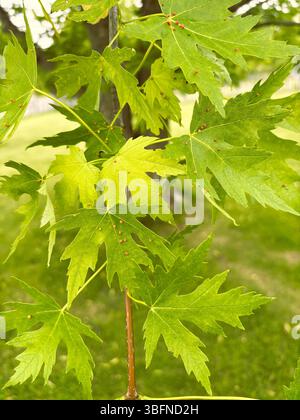 Grüne Ahornblätter bedeckt mit roten Gallmilben, auch Ahornblase Gallmilben genannt. Stockfoto
