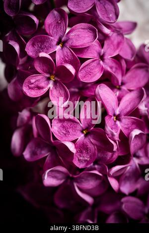 Schöne lila Flieder Blumen auf dunklem Hintergrund Nahaufnahme Stockfoto