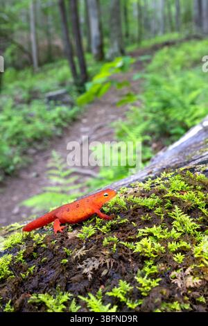 Red EFT of Eastern Newt (Notophthalmus viridescens) auf dem Sycamore Cove Trail - Pisgah National Forest bei Brevard, North Carolina, USA Stockfoto