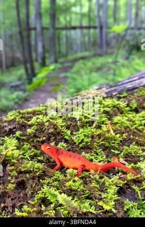 Red EFT of Eastern Newt (Notophthalmus viridescens) auf dem Sycamore Cove Trail - Pisgah National Forest bei Brevard, North Carolina, USA Stockfoto