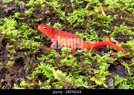 Red EFT of Eastern Newt (Notophthalmus viridescens) - Pisgah National Forest bei Brevard, North Carolina, USA Stockfoto