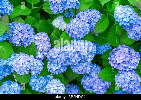 Blaue und lilafarbene Hortensie blühen mit grünen Blättern, Bergen, Norwegen Stockfoto