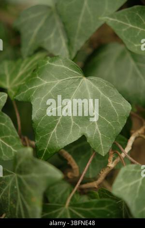 Nahaufnahme von englischem Efeu (Hedera Helix) mit sichtbaren Venenmustern und sanfter natürlicher Beleuchtung. Stockfoto