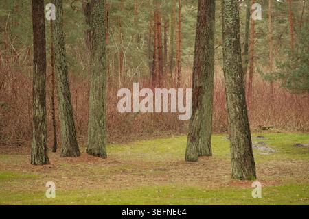 Kiefernstämme in einer ruhigen Waldlandschaft, umgeben von trockenen Sträuchern und einem weichen grünen Waldboden. Stockfoto