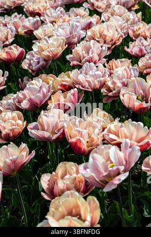 Tulpenblumen Sorte „La Belle Epoque“ im Frühling Stockfoto