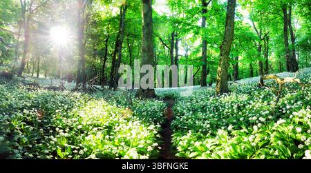 Frühling-Forrest. Frische grüne Wälder im Wald der Franken, Deutschland. Bärlauch blüht. Stockfoto