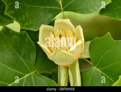 Amerikanischer Tulipbaum (Liriodendron tulipifera) Nahaufnahme eines jungen Frühlingsblumenbesatzes Stockfoto