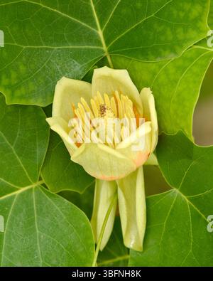 Frühlingsblume von Tulpenbaum, amerikanischer Tulpenbaum, Tulpenbaum, Tulpenpappel, weißholz, Fiddletree, gelbe Pappel, gelbe Pappel Stockfoto