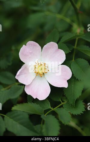 Zarte Schönheit einer wilden Rose in Blüte Stockfoto