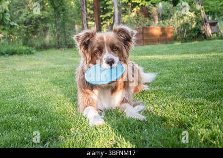 Border Collie Hund spielt im Sommer mit Frisbee Spielzeug im Garten Stockfoto