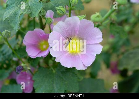 Rosafarbene Malva in den Gärten. Blumen Stockfoto