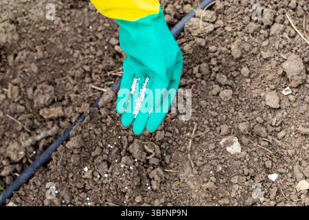 Auf der Hand, in einem Gummischutzhandschuh gekleidet, befinden sich weiße Granulate aus Superphosphat-Dünger zur Fütterung von Gemüsepflanzen im Garten. Stockfoto