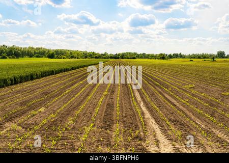 Feld mit kultivierten Reihen junger grüner Setzlinge von Wurzelkulturen Stockfoto