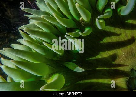 Riesige grüne Anemone, Anthopleura xanthogrammica, im Tongue Point Marine Life Sanctuary, Straße von Juan de Fuca, Washington State, USA Stockfoto