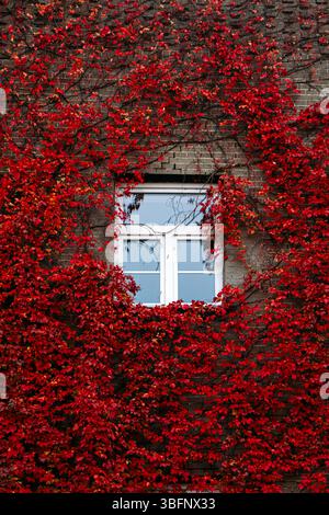 Weiß gerahmtes Fenster, umgeben von lebhaftem rotem Efeu an der Backsteinmauer. Nachhaltiges Wohnen, städtische Biodiversität, umweltbewusstes Design, herbstlich inspirierte Ästhetik Stockfoto