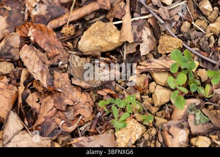 Dingy Skipper Erynnis Tags, Imago Basking, Șinca Nouă, Brașov, Rumänien, Mai Stockfoto
