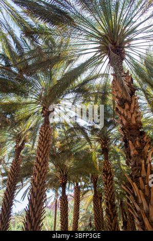 Blick nach oben auf üppige Dattelbäume am Saudi Arabien Alula Oasis Heritage Trail an einem sonnigen Tag. Stockfoto