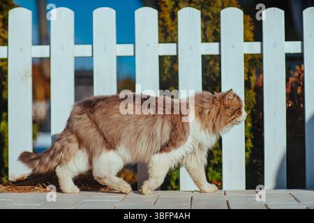 Flauschige Katze, die entlang des weißen Zauns auf der Straße läuft Stockfoto