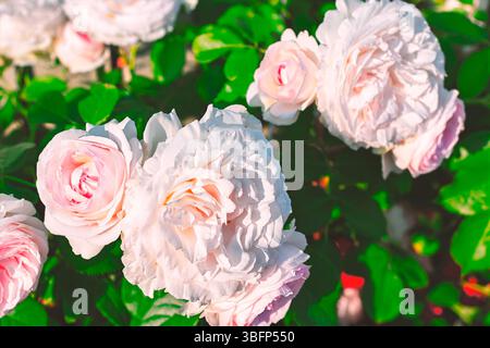 Schöne Rosen in voller Blüte, Zeugnis der Naturkunst. Gruppe blühender weißer und blassrosa Rosen umgeben von grünen Blättern im Garten. Weich Stockfoto