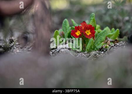 Zwei kräftige Primula vulgaris-Blüten in feurigen Rot- und Orangetönen erstrahlen vor einem Hintergrund üppig grüner Blätter. Ihre leuchtenden Blütenblätter dominieren den fram Stockfoto
