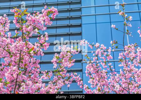 Wunderschöne rosafarbene Blumen vor dem modernen Bürogebäude Stockfoto