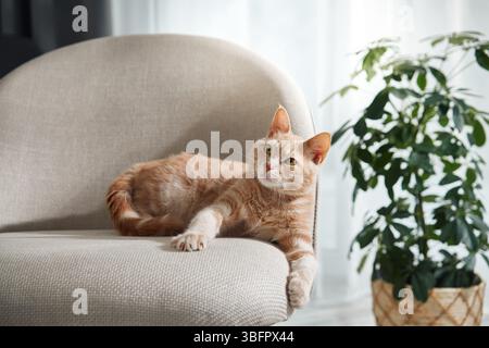Eine Ingwerkatze mit entspannter Haltung sitzt auf einem gebogenen beigefarbenen Sessel. Eine Pflanze und ein weiches Fenster runden die ruhige Stimmung ab. Stockfoto