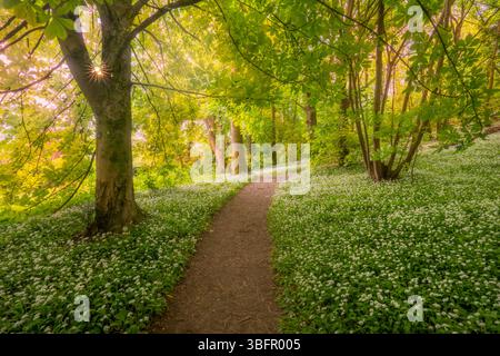 South Downs wilder Knoblauch Stockfoto