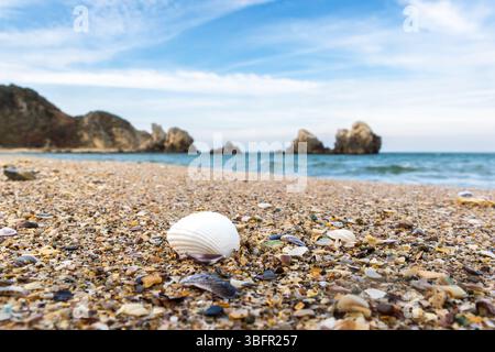 Muscheln am Strand im Sommer. Wunderschöne Meereslandschaft. Stockfoto