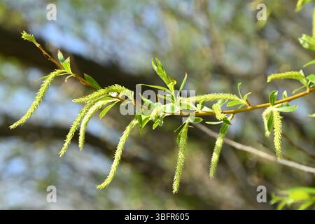 Schlanke grüne Frühlingsblumen aus weißer Weide, Salix alba UK April Stockfoto