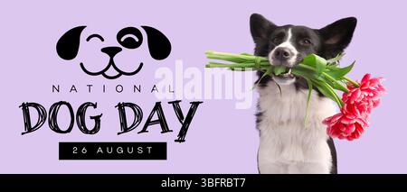 Niedlicher Border Collie mit schönen Tulpen auf lila Hintergrund. Banner für den Nationalfeiertag Stockfoto