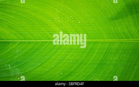 Echte frische grüne Bananenblätter Textur mit winzigen Tautropfen als Hintergrund, Nahaufnahme der Oberfläche der Bananenblätter mit Wassertropfen. Stockfoto
