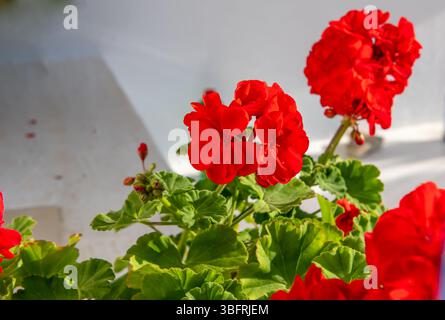 Nahaufnahme einer Geranienpflanze mit schönen, hellroten Blüten. Stockfoto