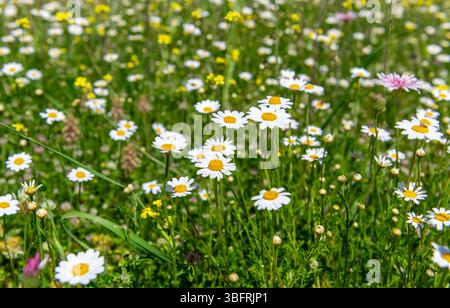 Wilde Blumen wachsen im Frühling auf einem Bergbauernfeld. Stockfoto