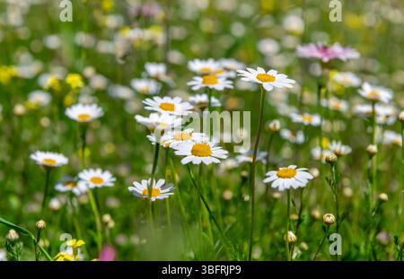 Wilde Blumen wachsen im Frühling auf einem Bergbauernfeld. Stockfoto
