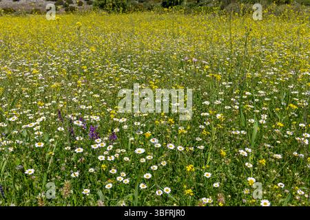 Wilde Blumen wachsen im Frühling auf einem Bergbauernfeld. Stockfoto