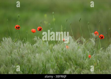 Kleine wilde rote Mohnblumen in grünem Gras auf dem wilden Feld Stockfoto