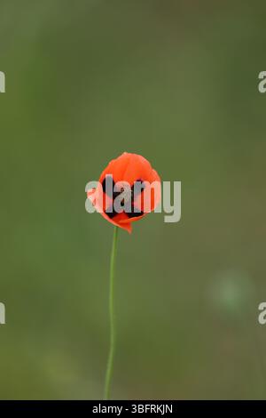 Kleine wilde rote Mohnblumen in grünem Gras auf dem wilden Feld Stockfoto