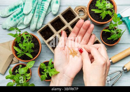 Gärtner hält Samen über ihre Hand und bereitet sich darauf vor, Setzlinge in Torftöpfe zu Pflanzen Stockfoto