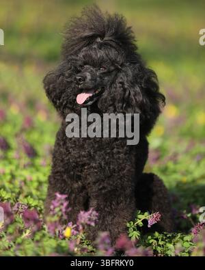 Niedlicher schwarzer Pudel, der draußen auf dem Gras sitzt Stockfoto